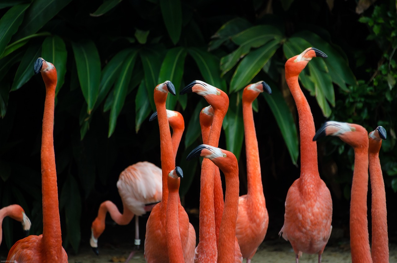 long neck orange free photo