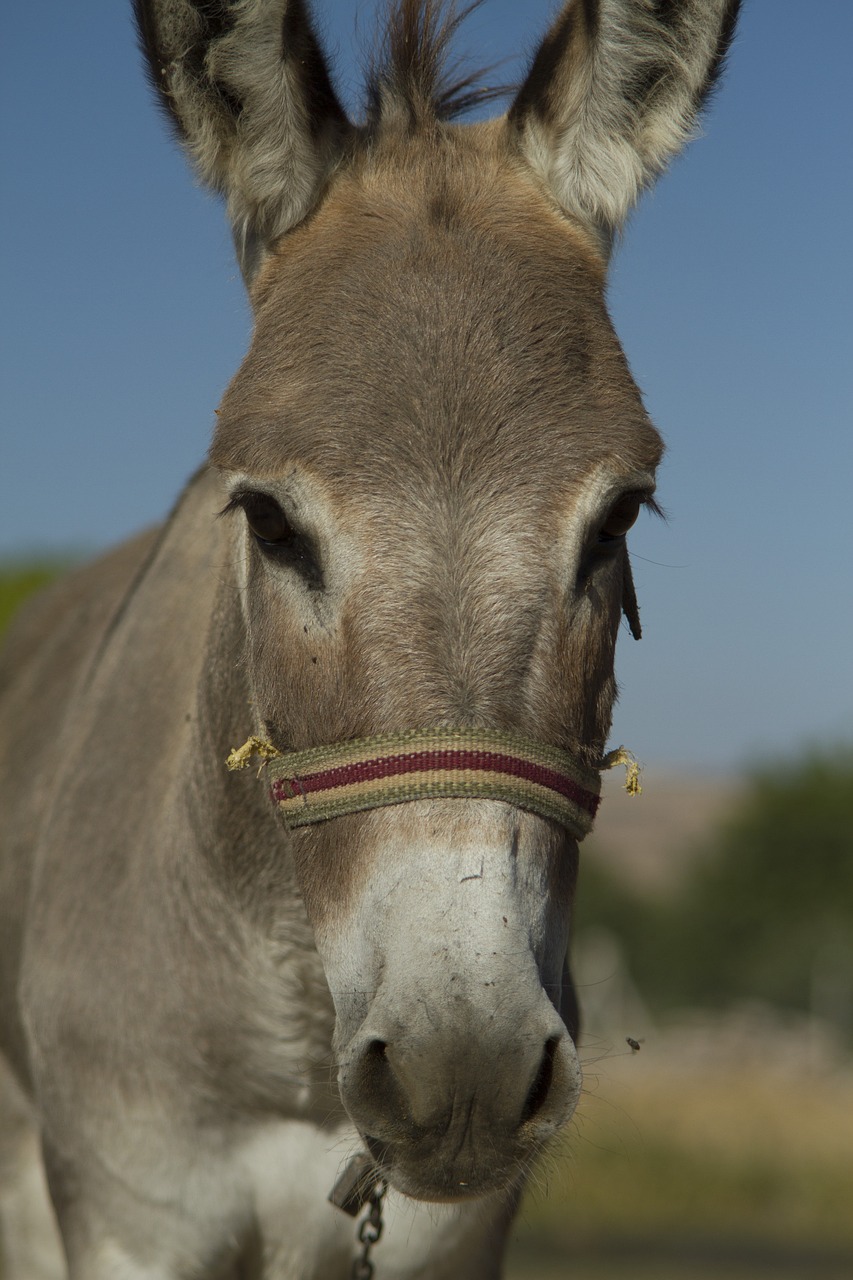 long  ear  donkey free photo