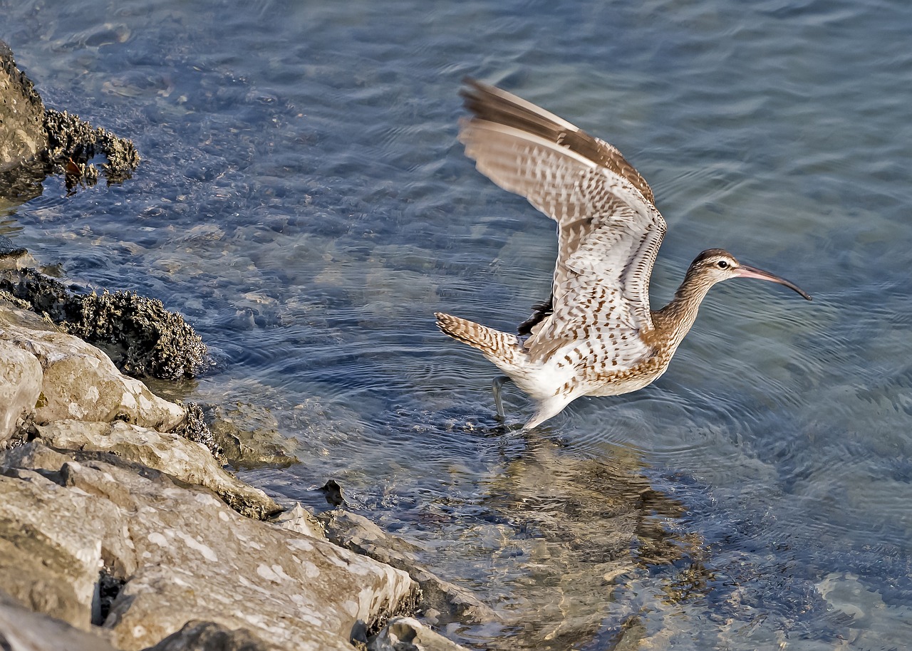 long billed curlew bird flying free photo