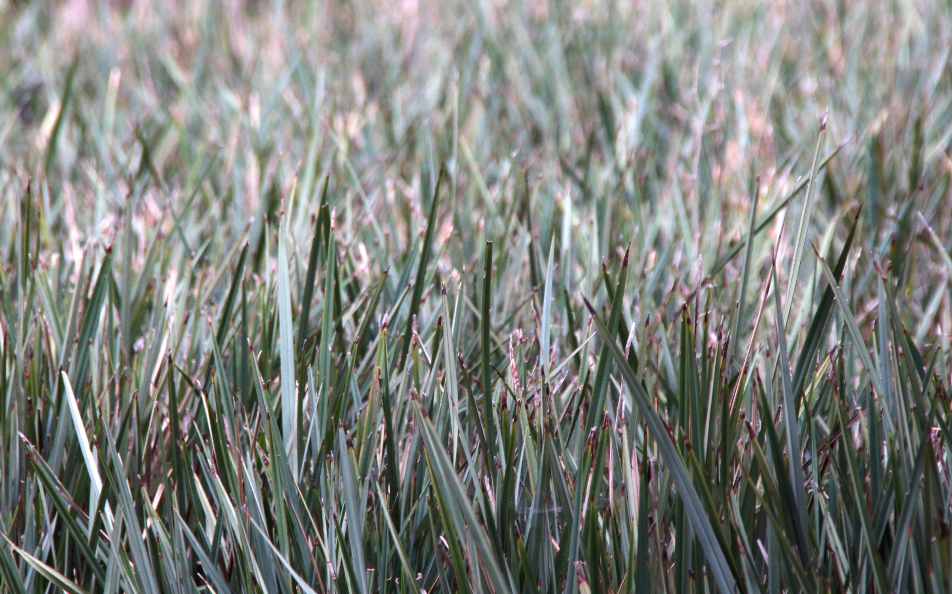 long dry grass free photo