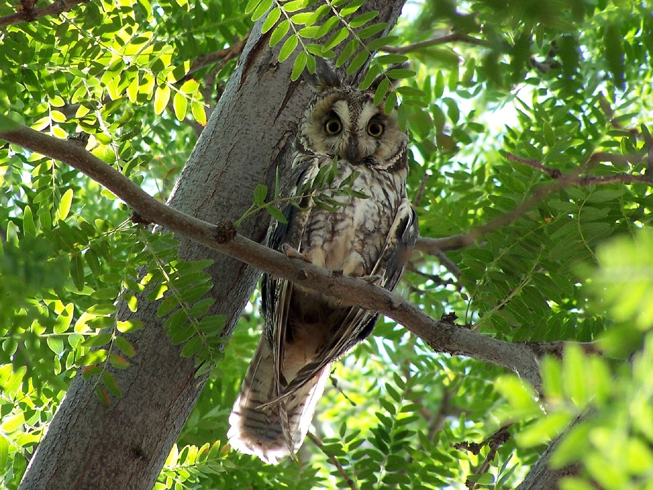 long eared owl bird wildlife free photo