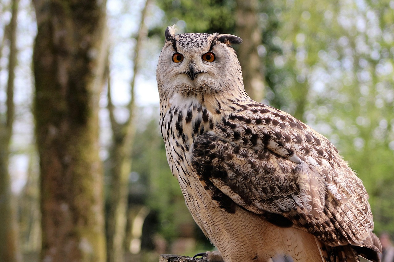 long eared owl owl bird free photo