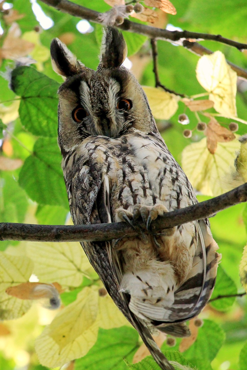 long eared owl owl bird free photo