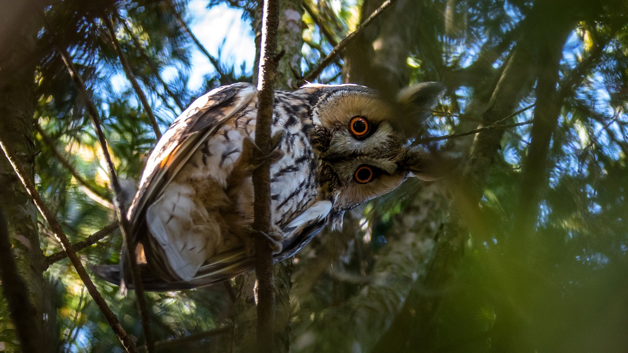 long-eared owl owl bird free photo