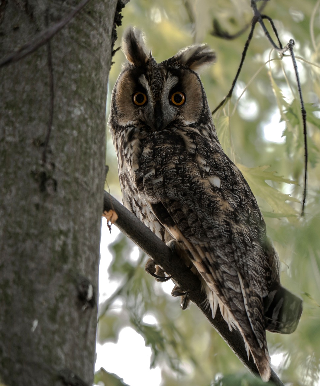 long eared owl bird wild bird free photo