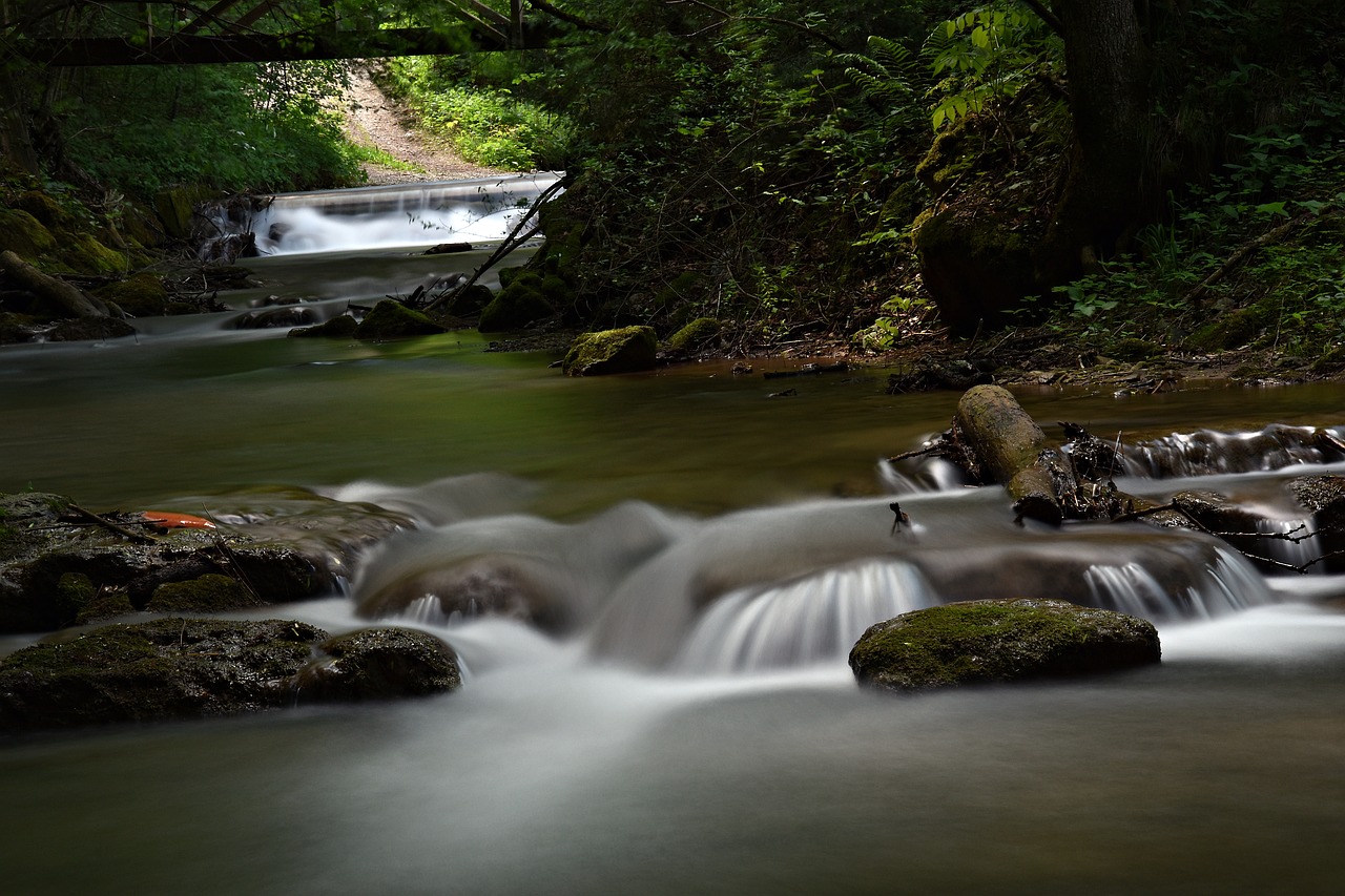 long exposure  forest  bach free photo