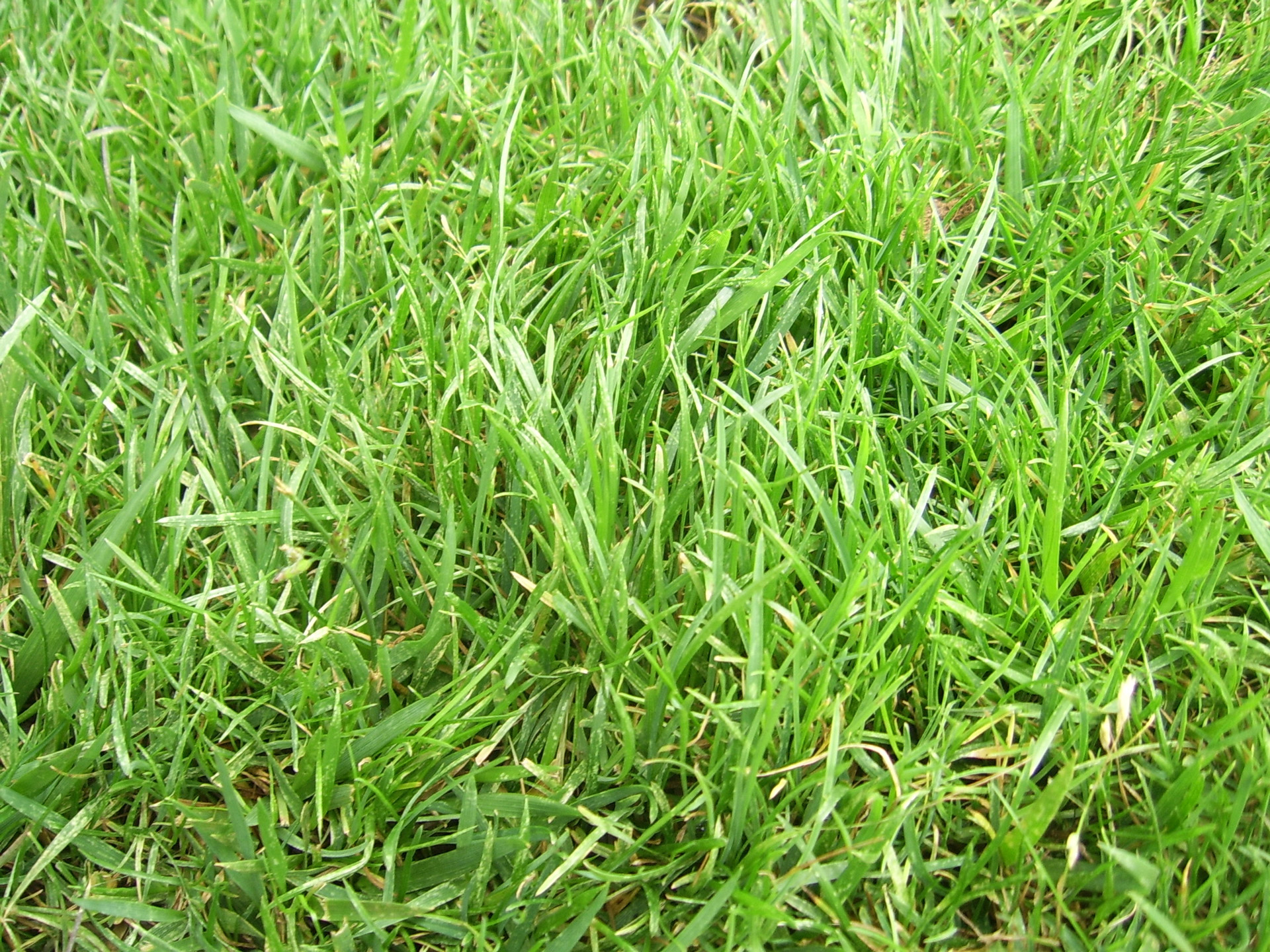 grass long green free photo