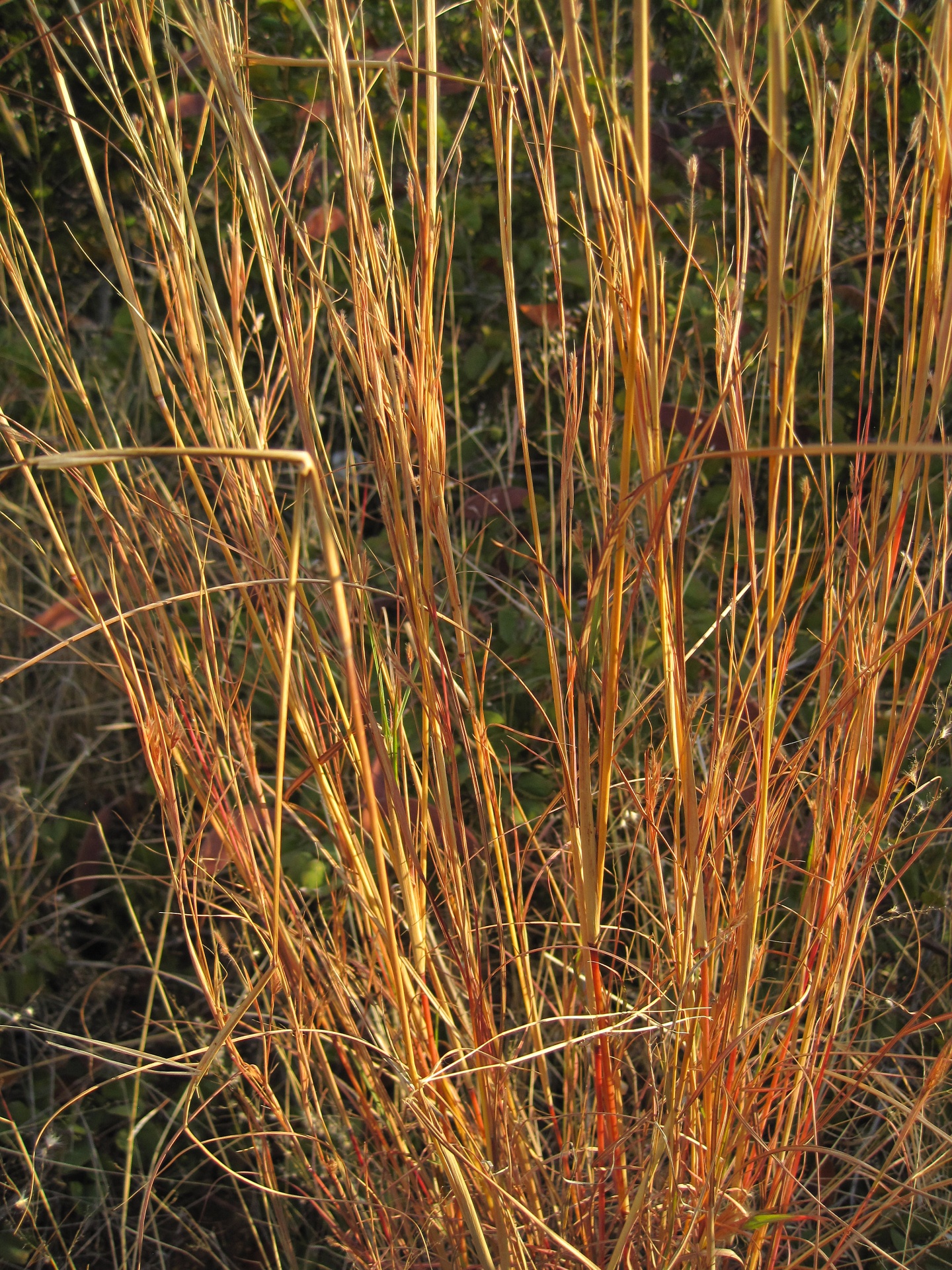 grass nature long free photo