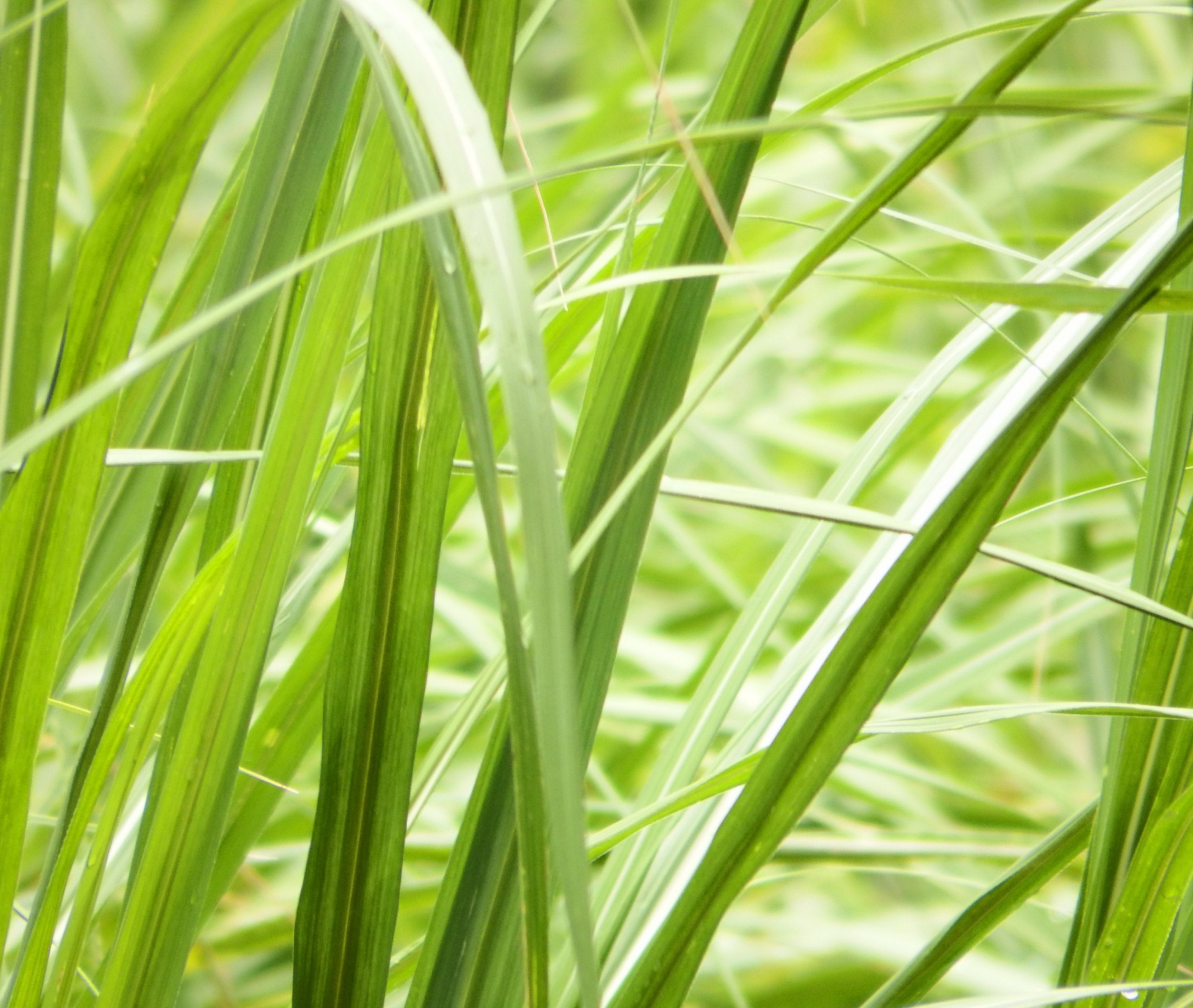 grass close up long free photo