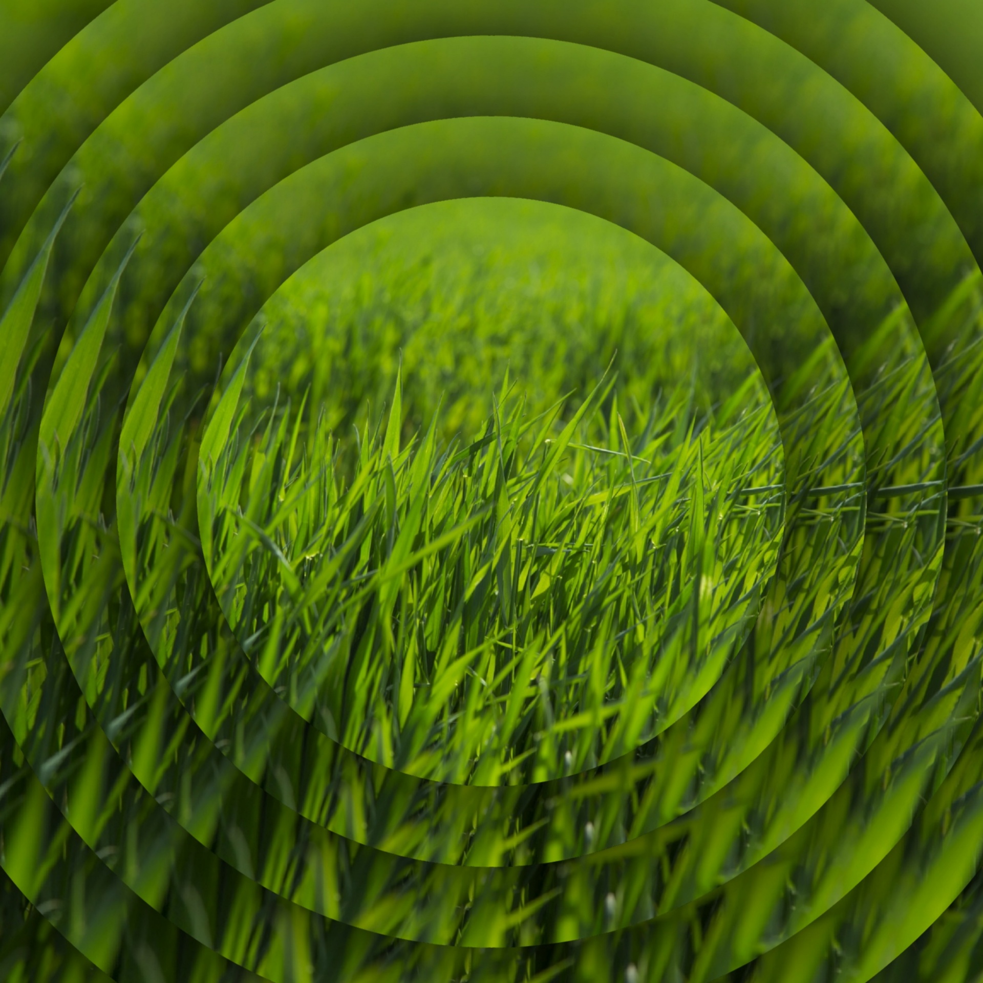 concentric discs wallpaper free photo