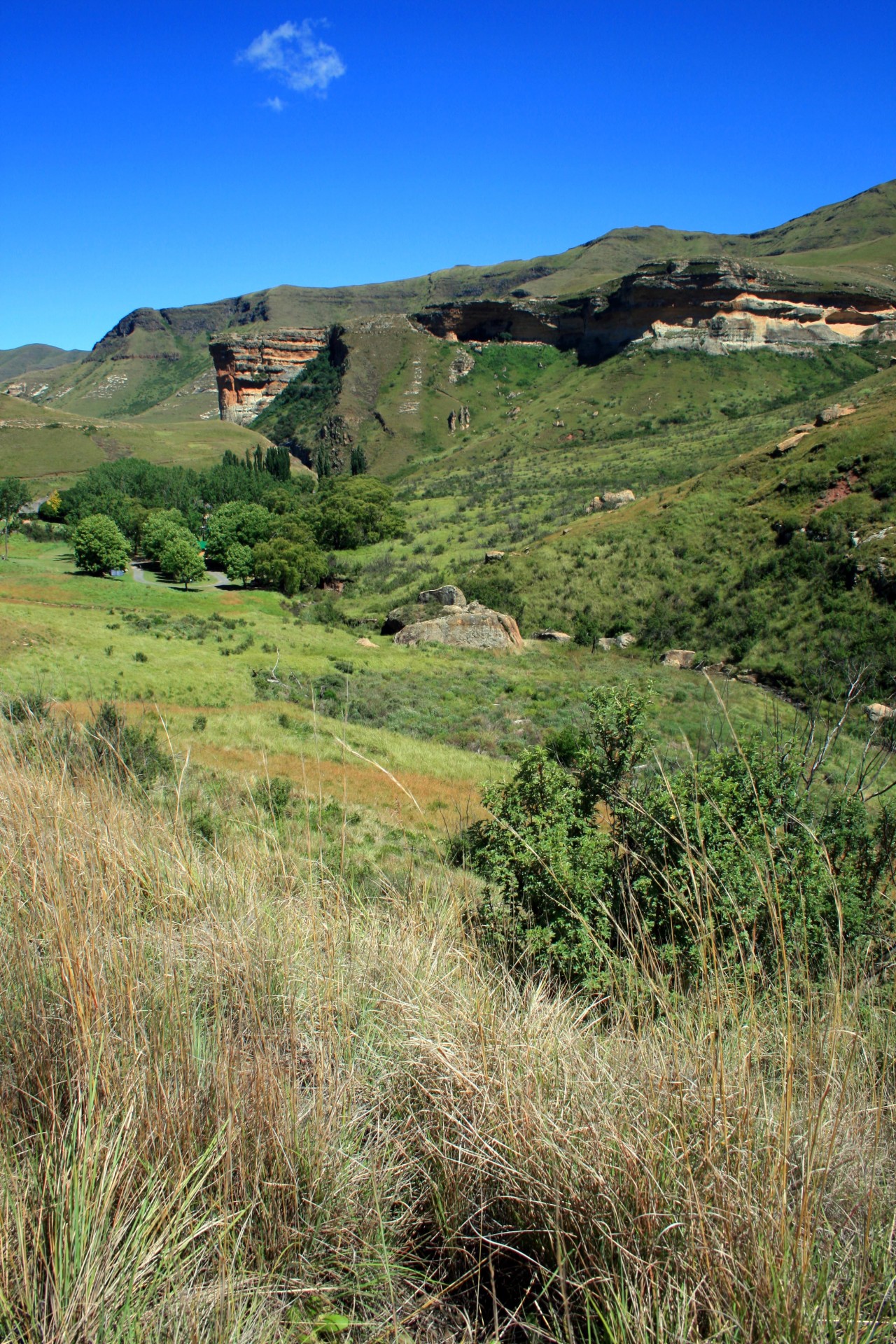 veld grass mountains free photo