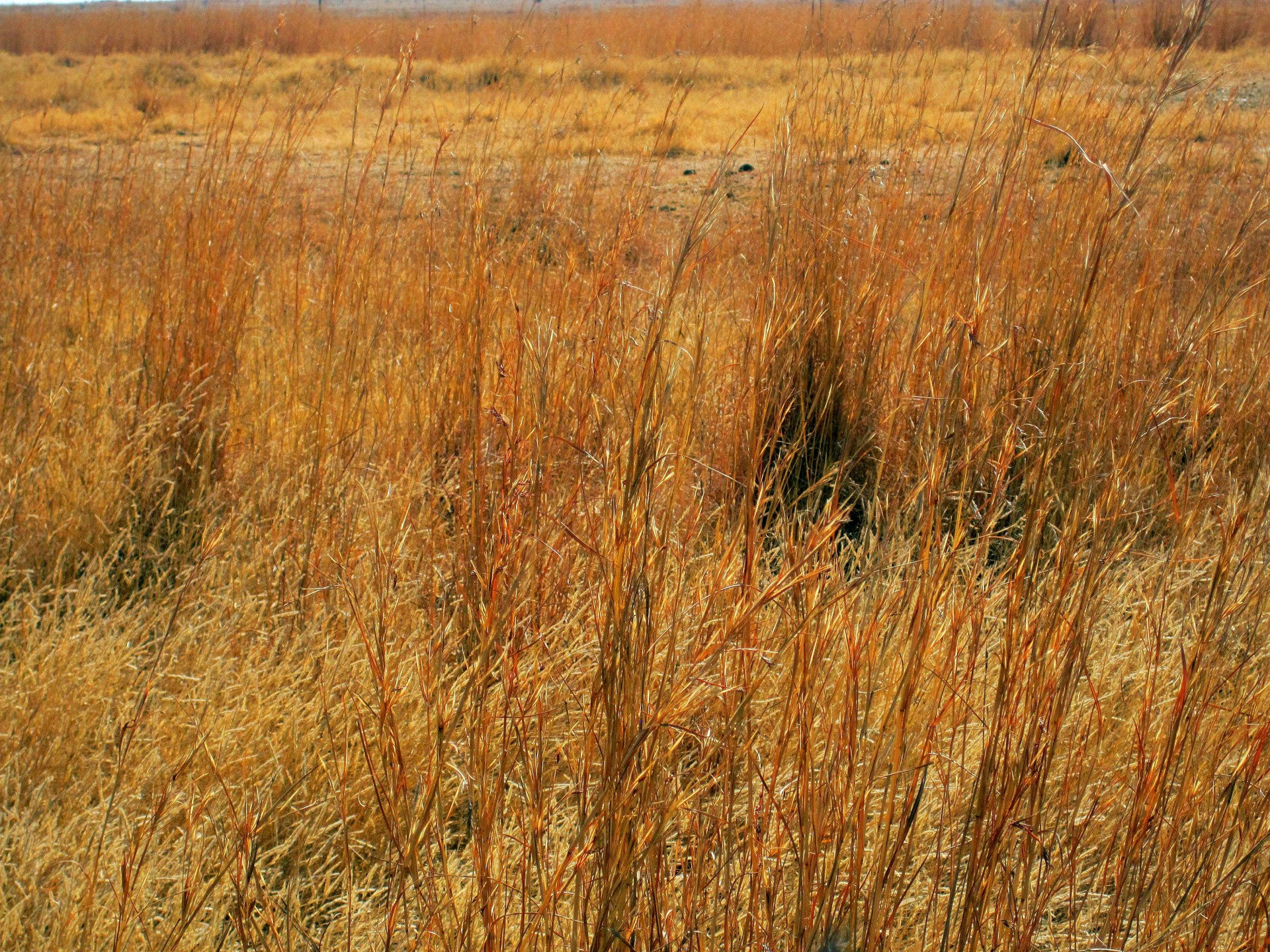 Download Free Photo Of Veldgrassdrylonglong Grass In The Veld