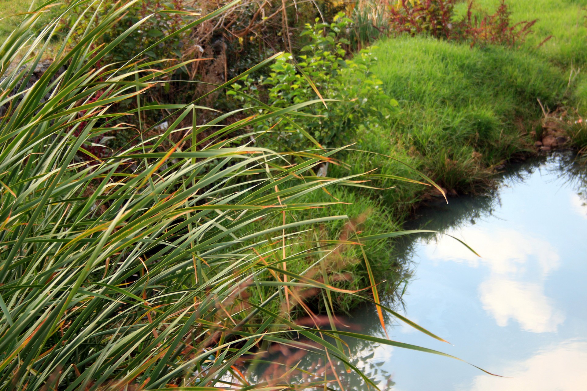 river bank grass free photo