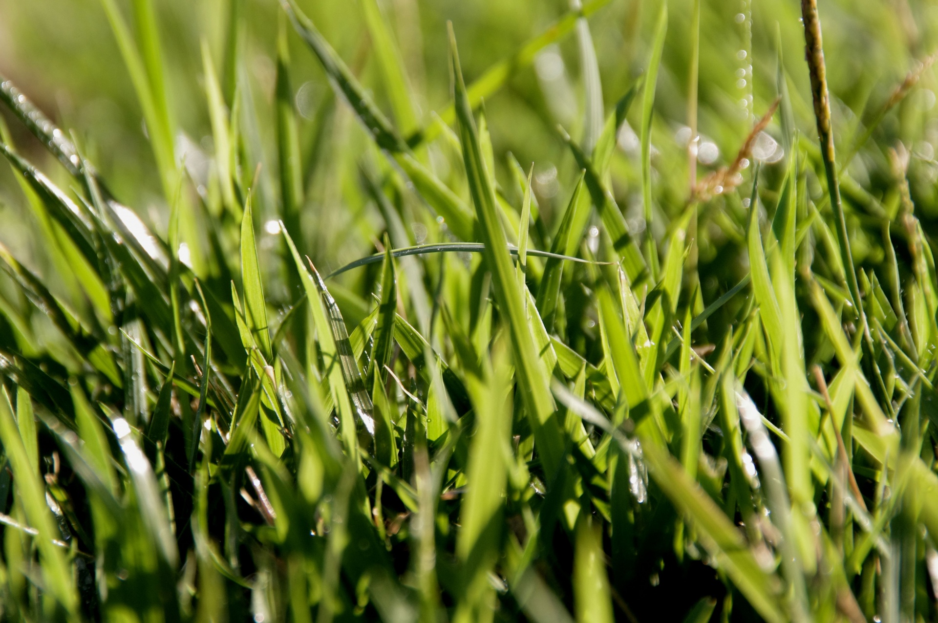 long grass bokeh free photo