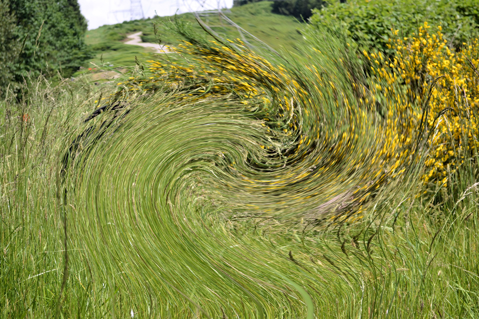 grass twirl effect free photo