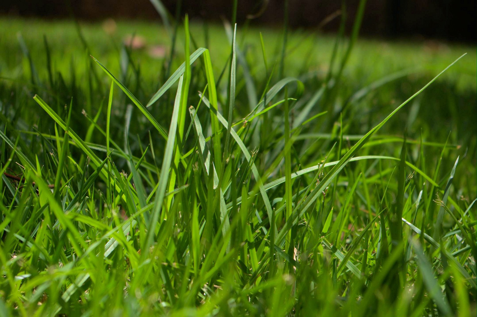 long green grass free photo