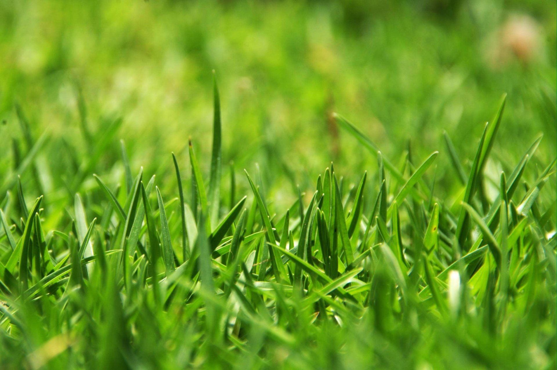 long green grass neighbor free photo