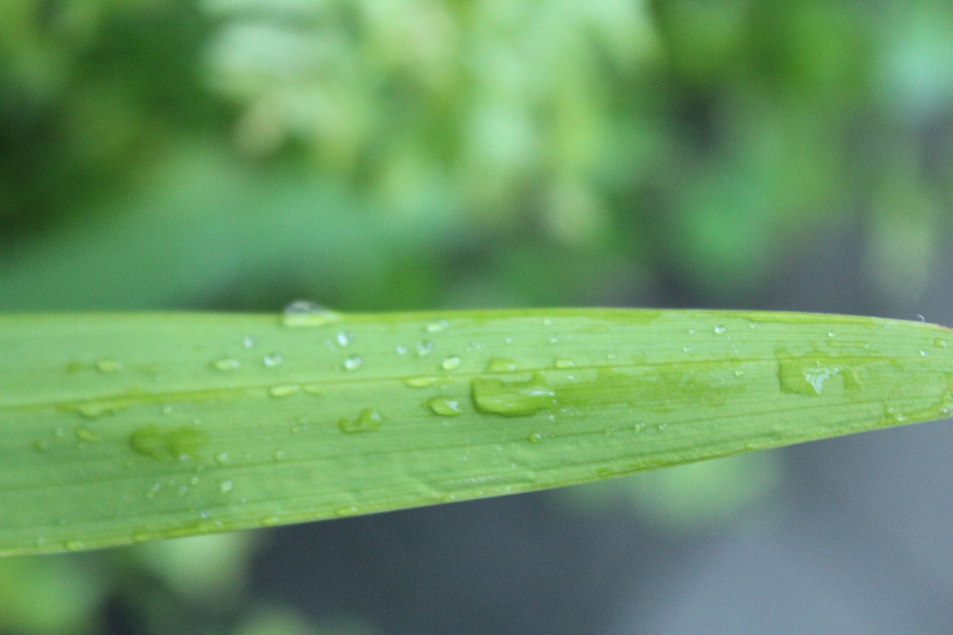 long leaf with water drops leaves drops free photo