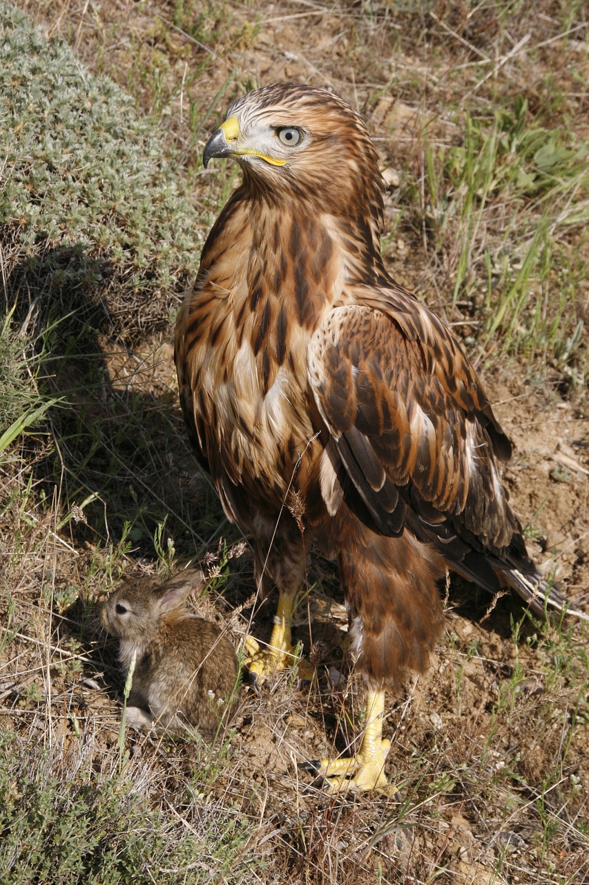 long-legged buzzard predator wild free photo