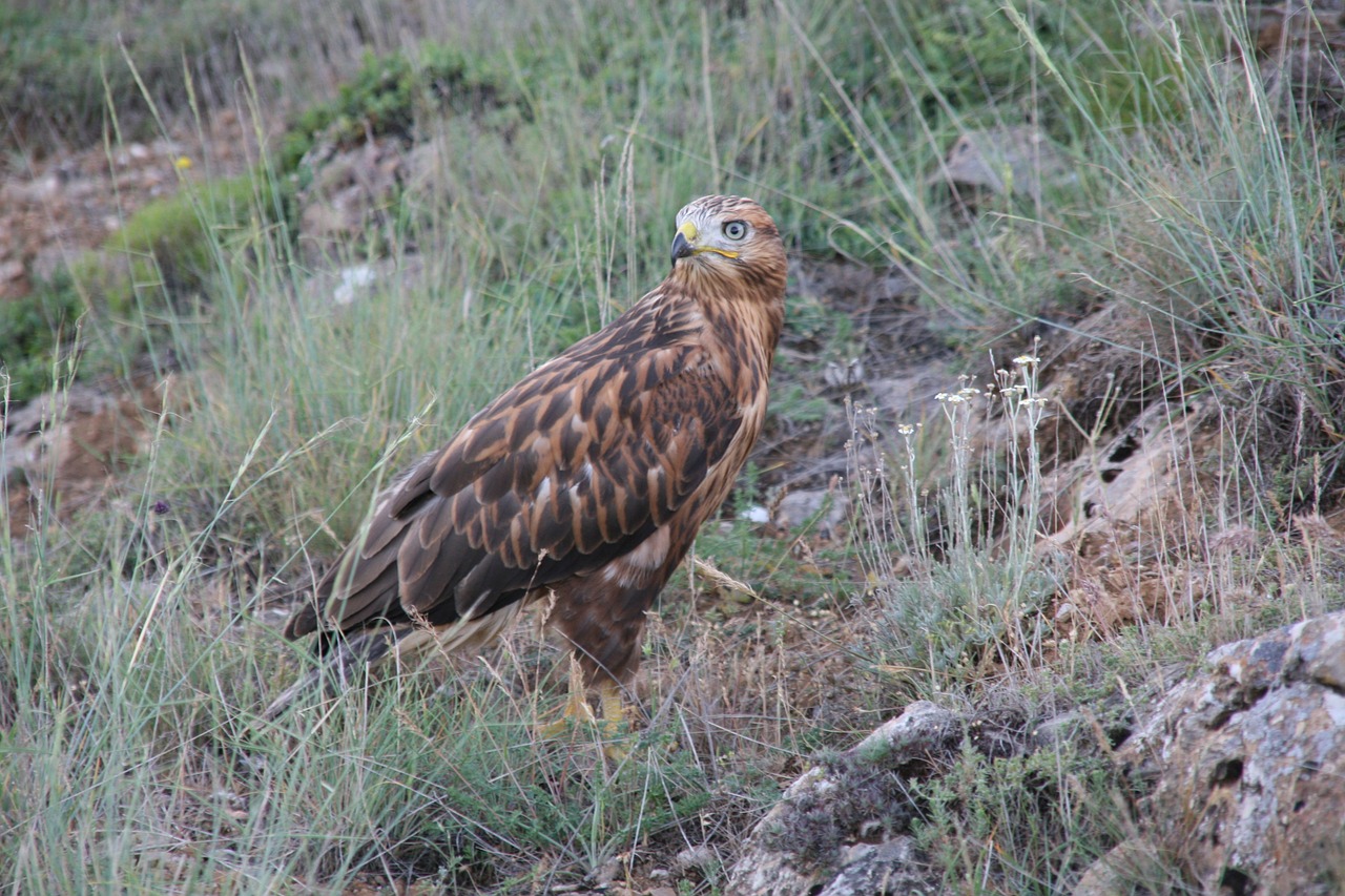 long-legged buzzard on the prowl predator free photo