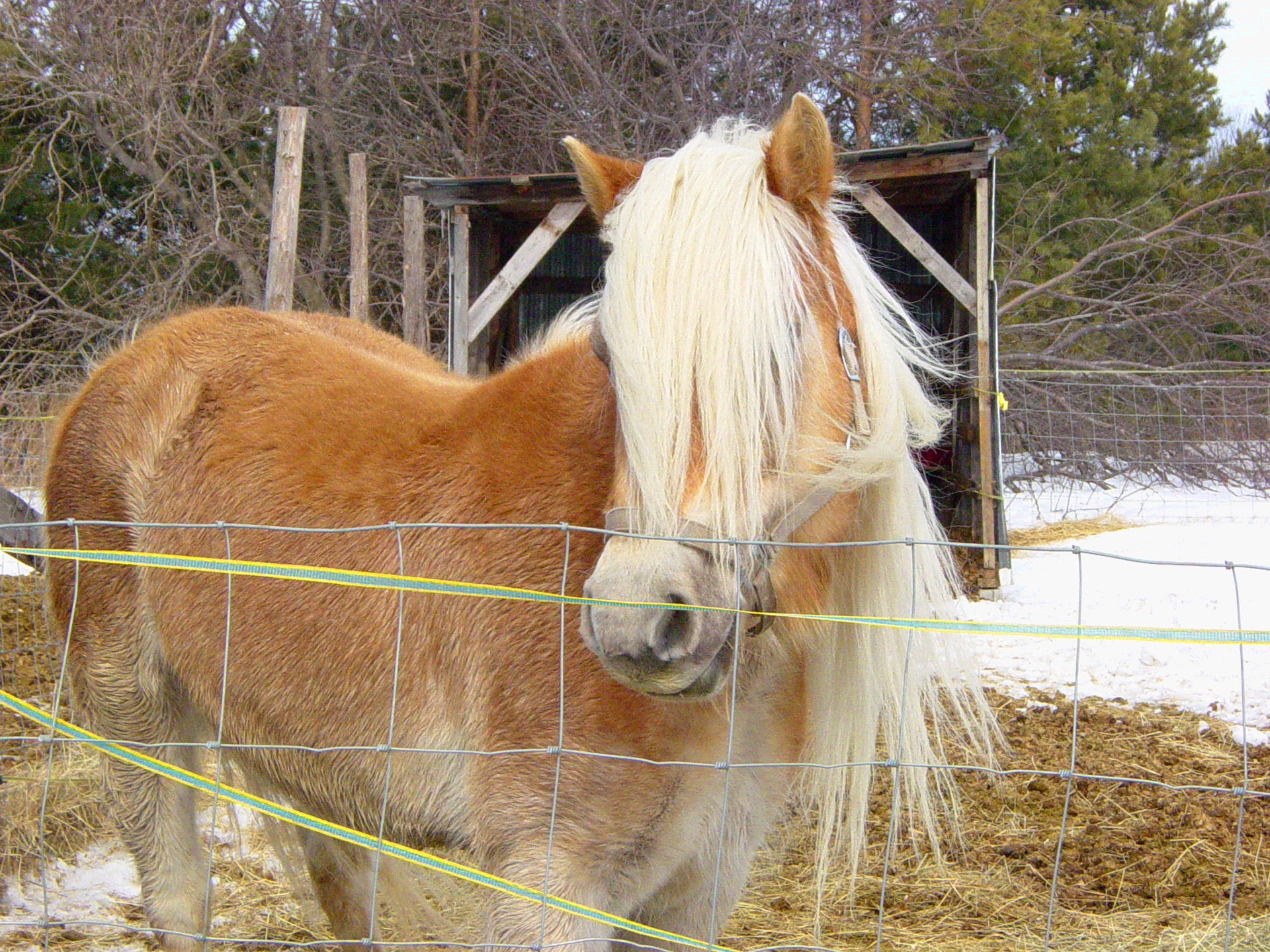 horse mane blond free photo