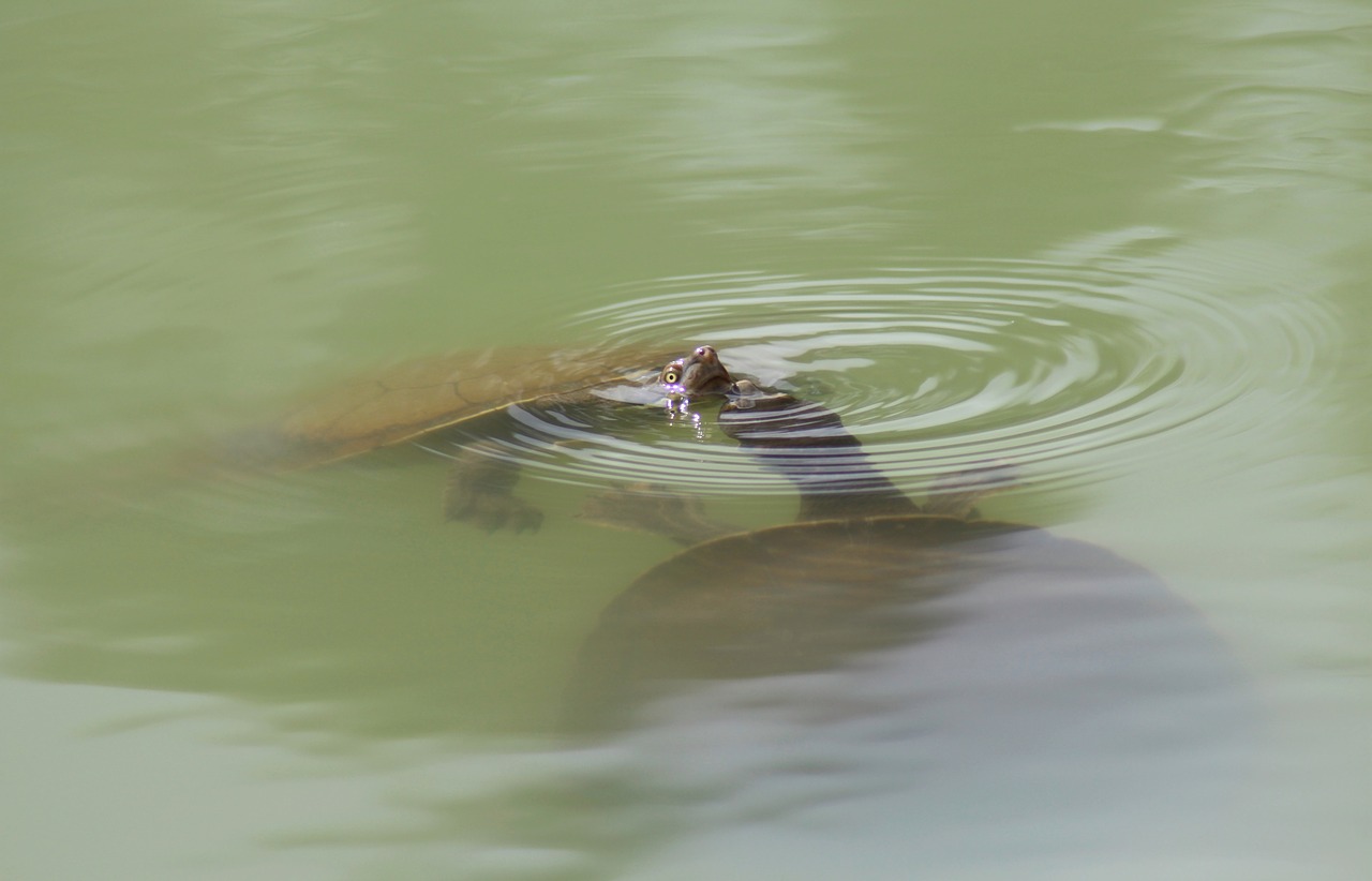 long-necked turtles  courtship  swimming free photo