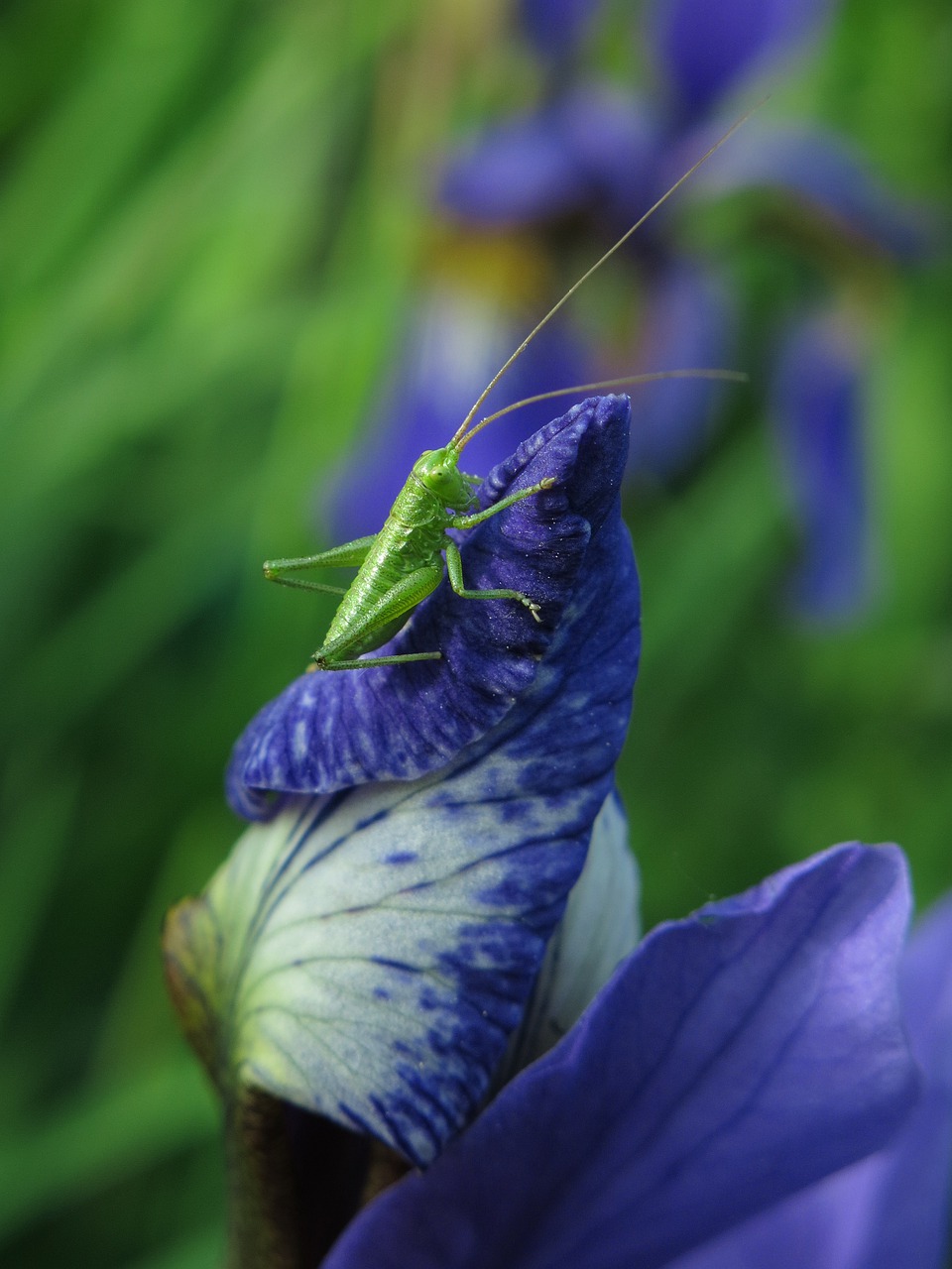 long probe shrink  grasshopper  animal free photo