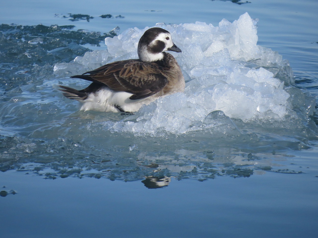 long tailed duck bird nature free photo