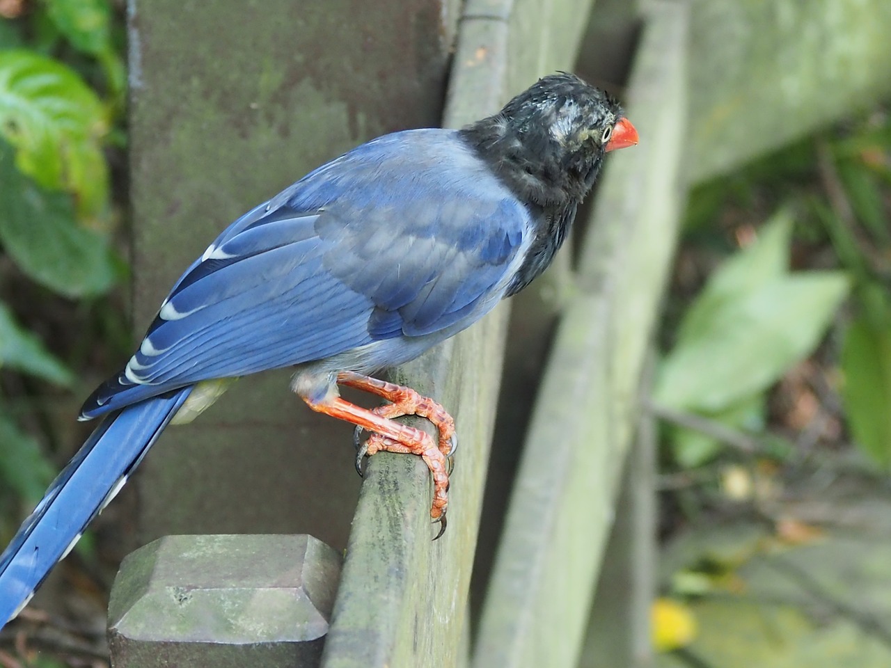 long-tailed mountain mother blue magpie tiger mountain free photo