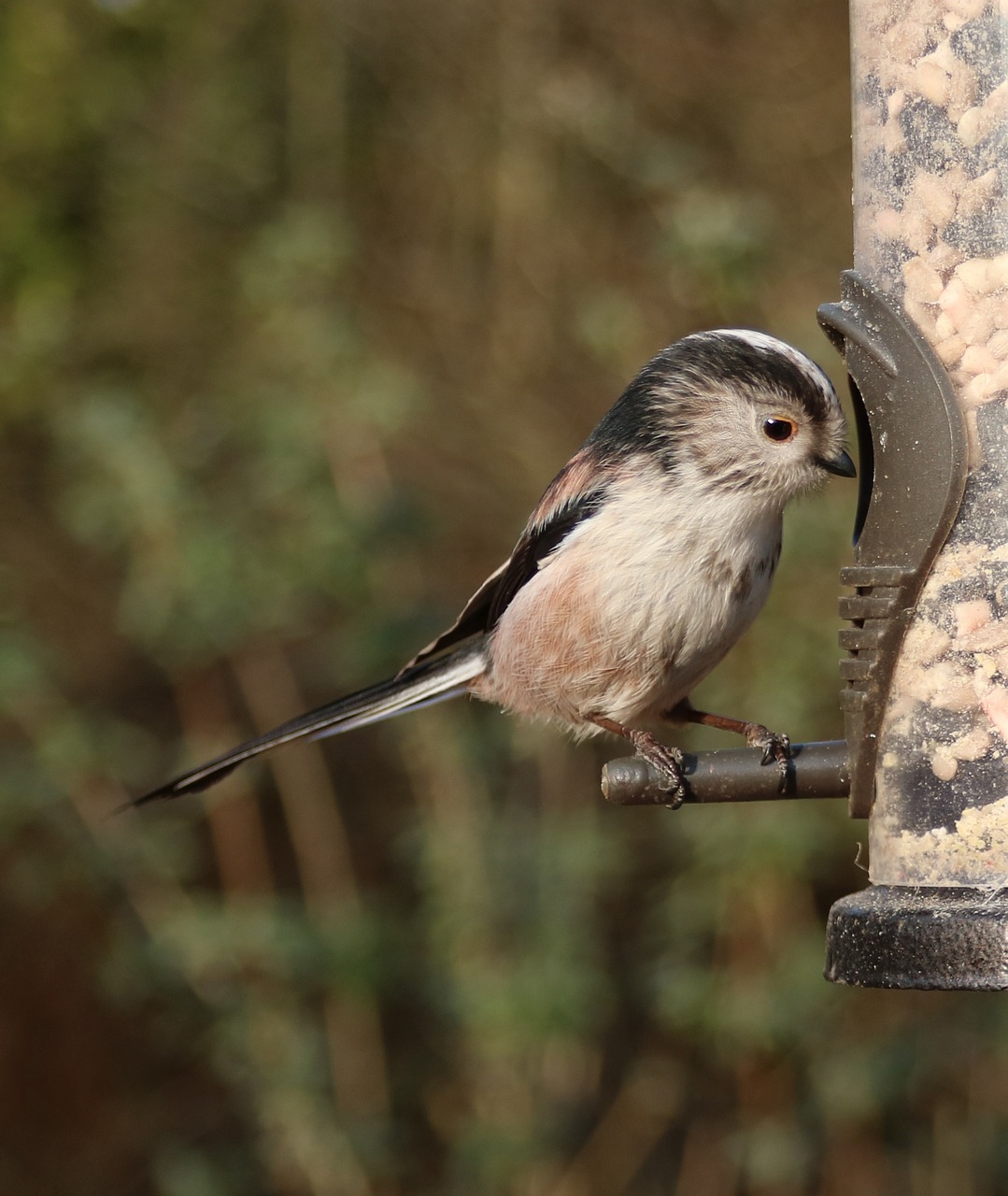 long tailed tit cute bird free photo