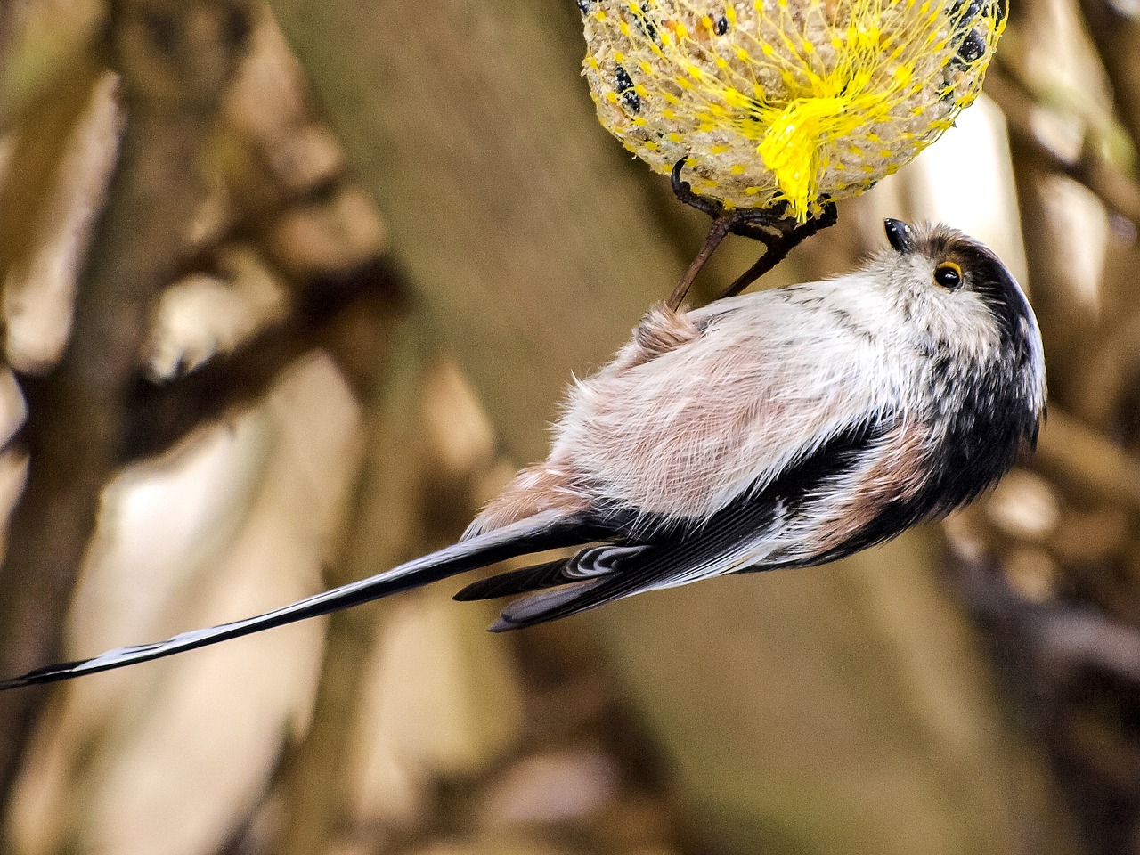 long tailed tit tit bird free photo