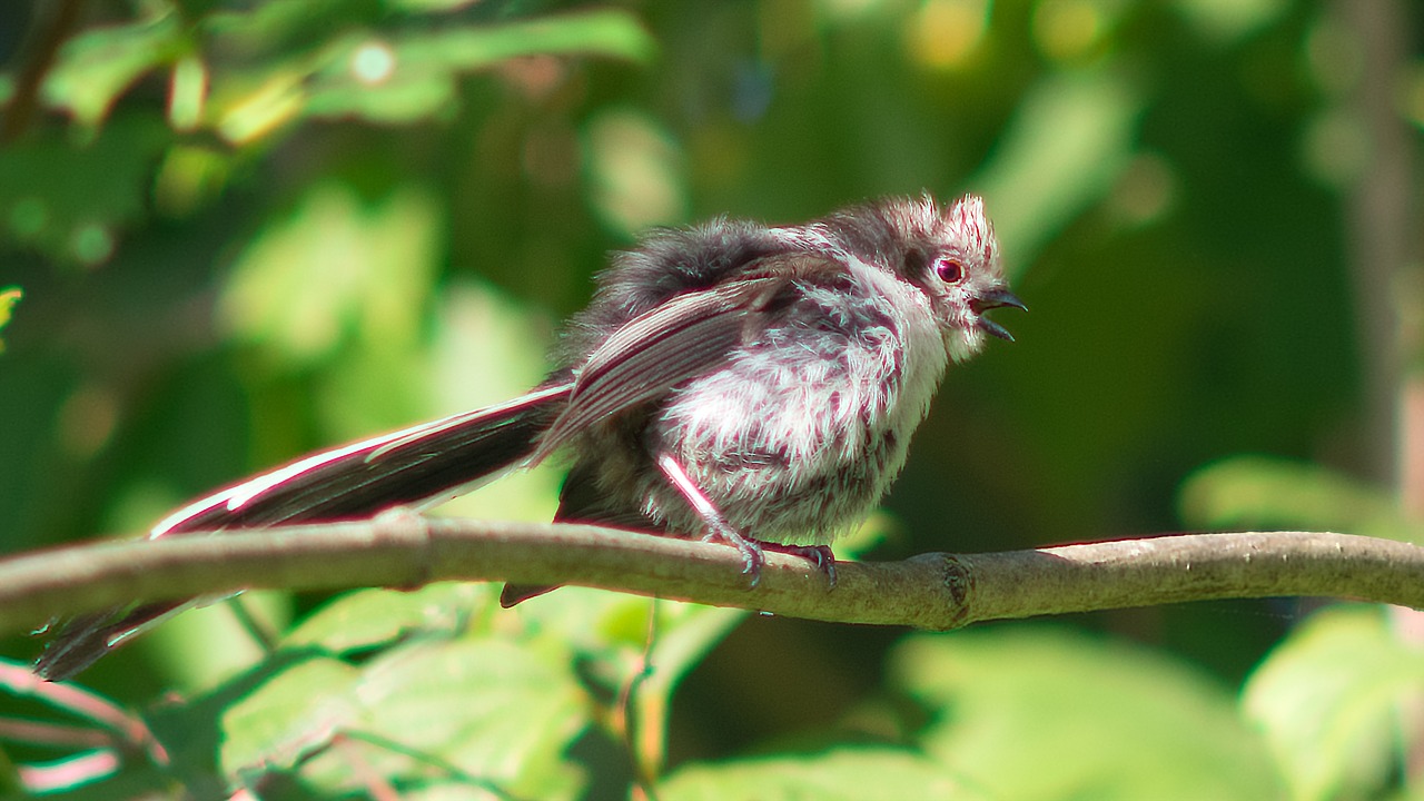 long-tailed tit juvenile young free photo