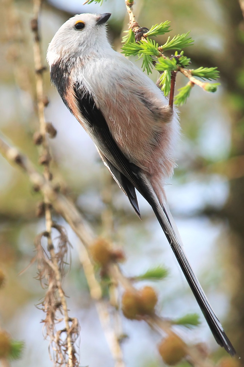 long tailed tit  songbird  nature free photo