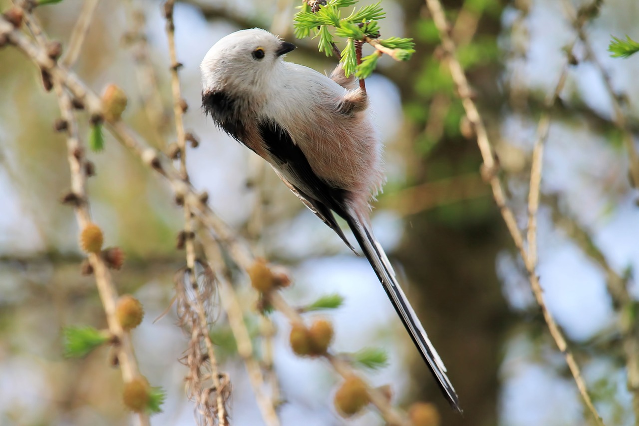 long tailed tit  songbird  nature free photo