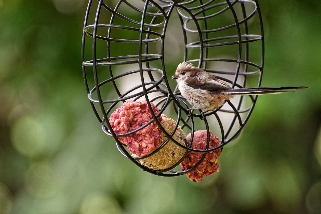 long tailed tit  food  fat balls free photo