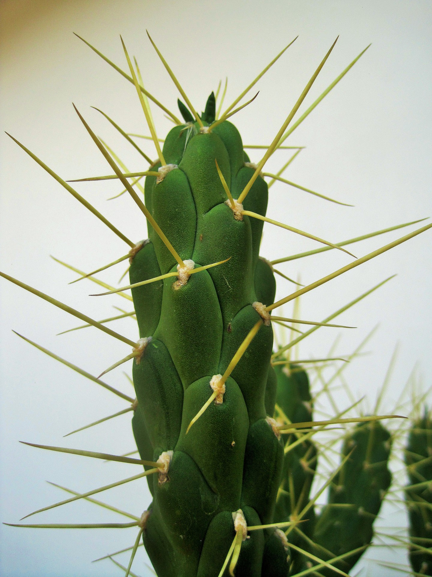 cactus thorns long free photo