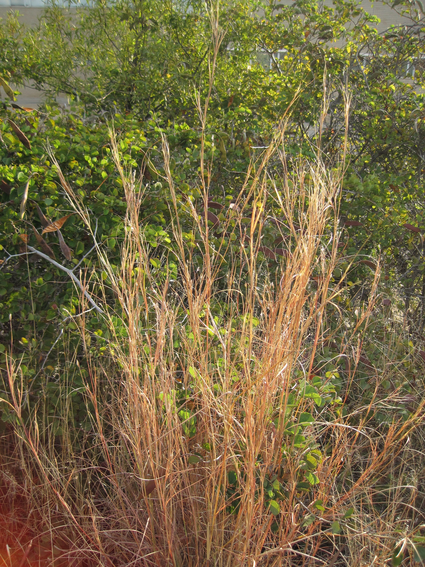 grass nature long free photo