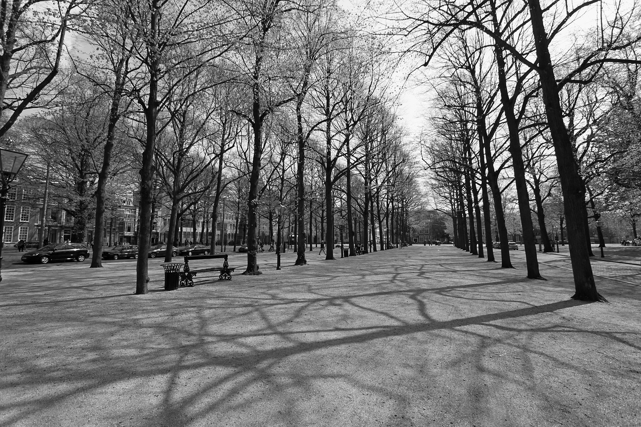 long voorhout the hague hofstad free photo