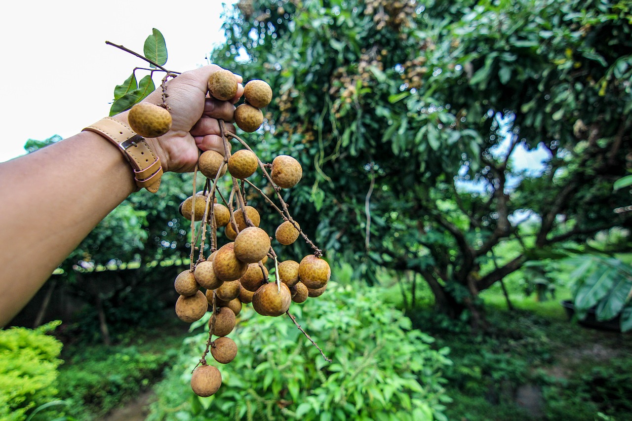 longan fruit garden free photo