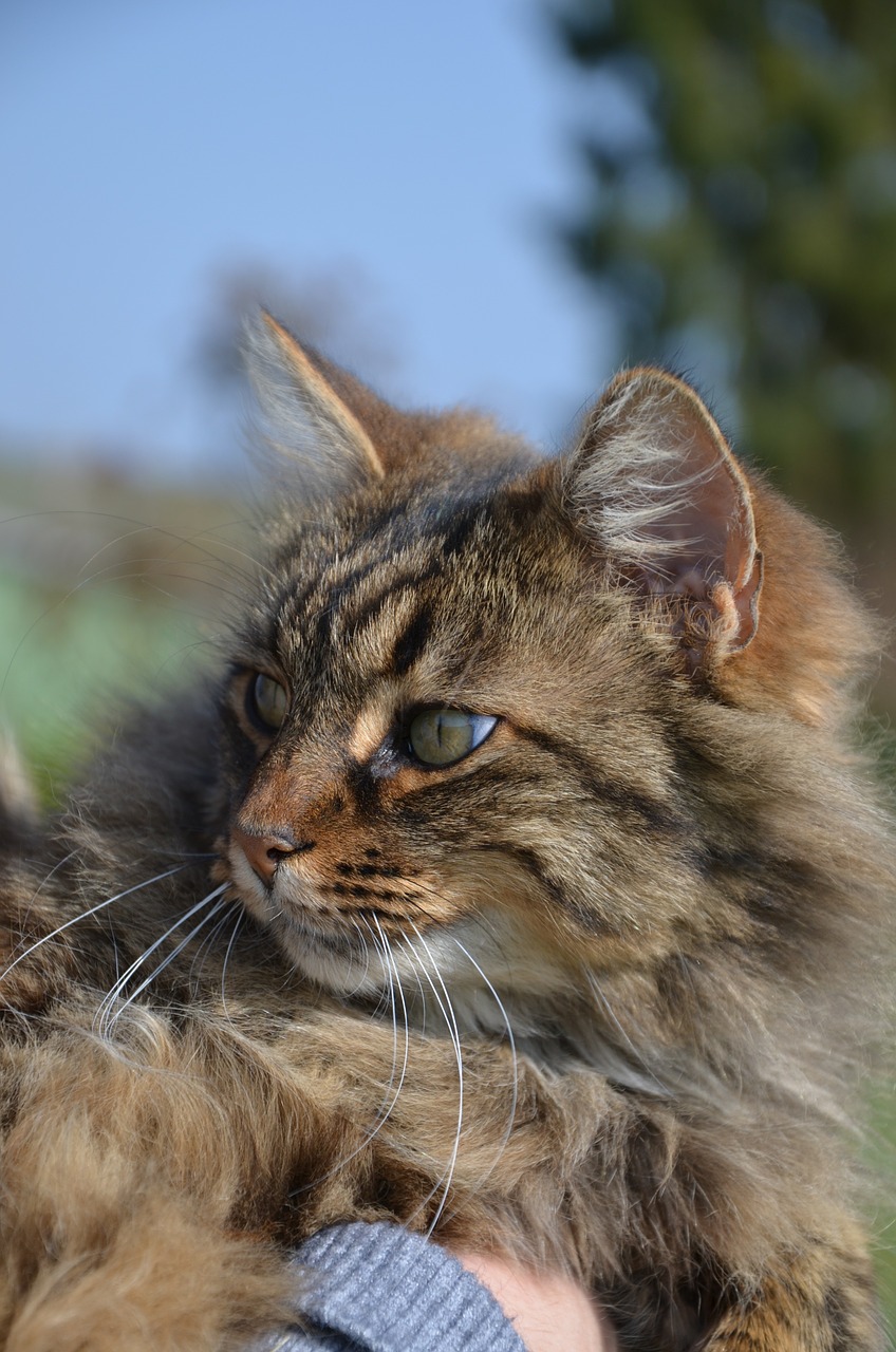 longhair cat cat animal free photo