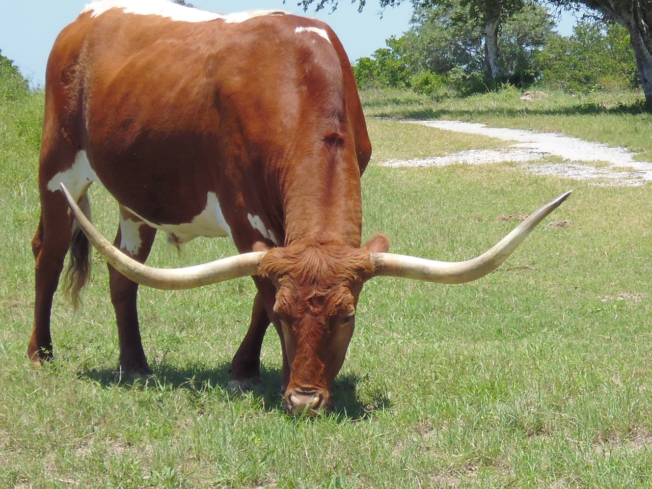 longhorn cow horns free photo