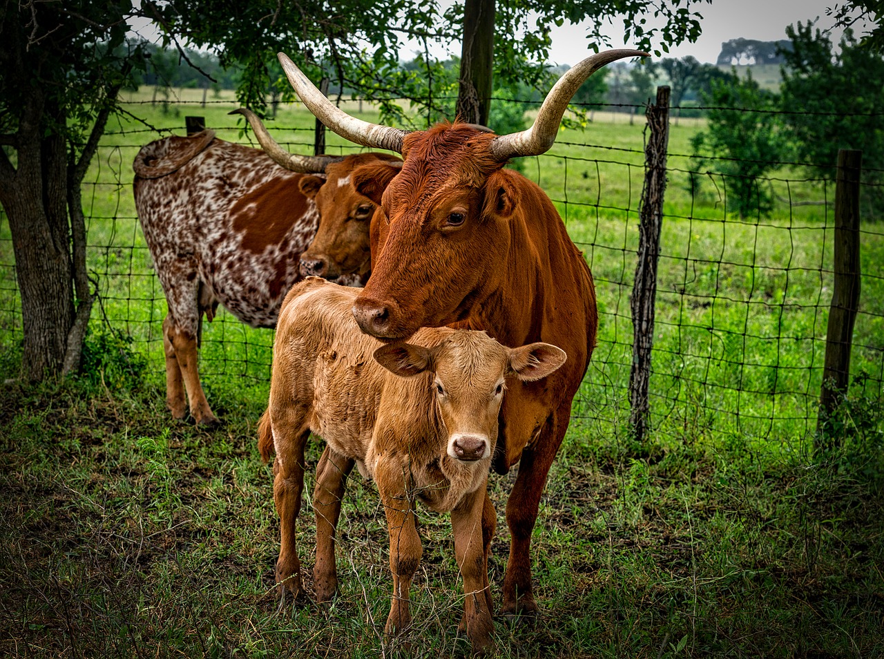 longhorn cattle mother free photo