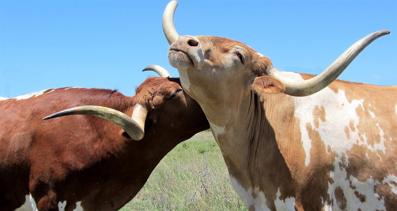 longhorn cattle cow free photo