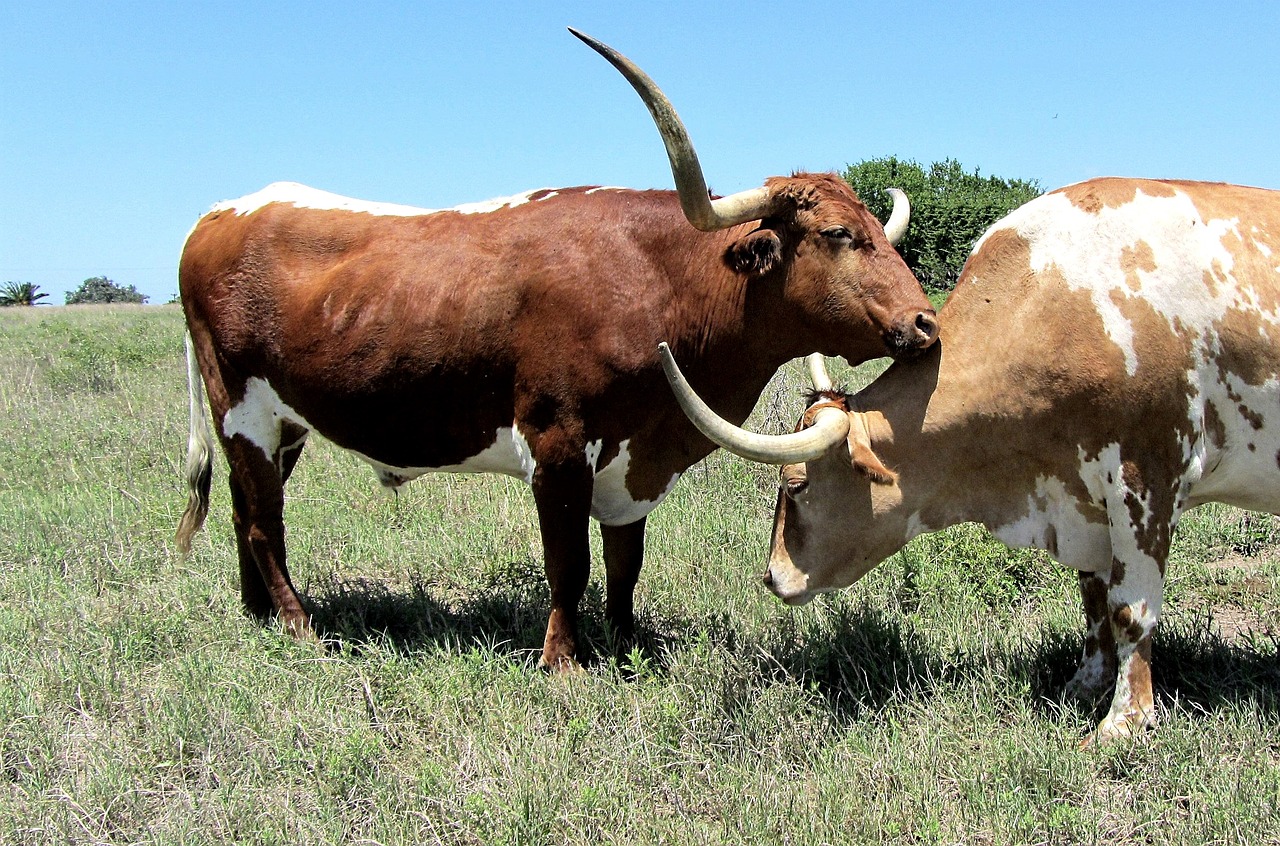 longhorn cattle bull free photo