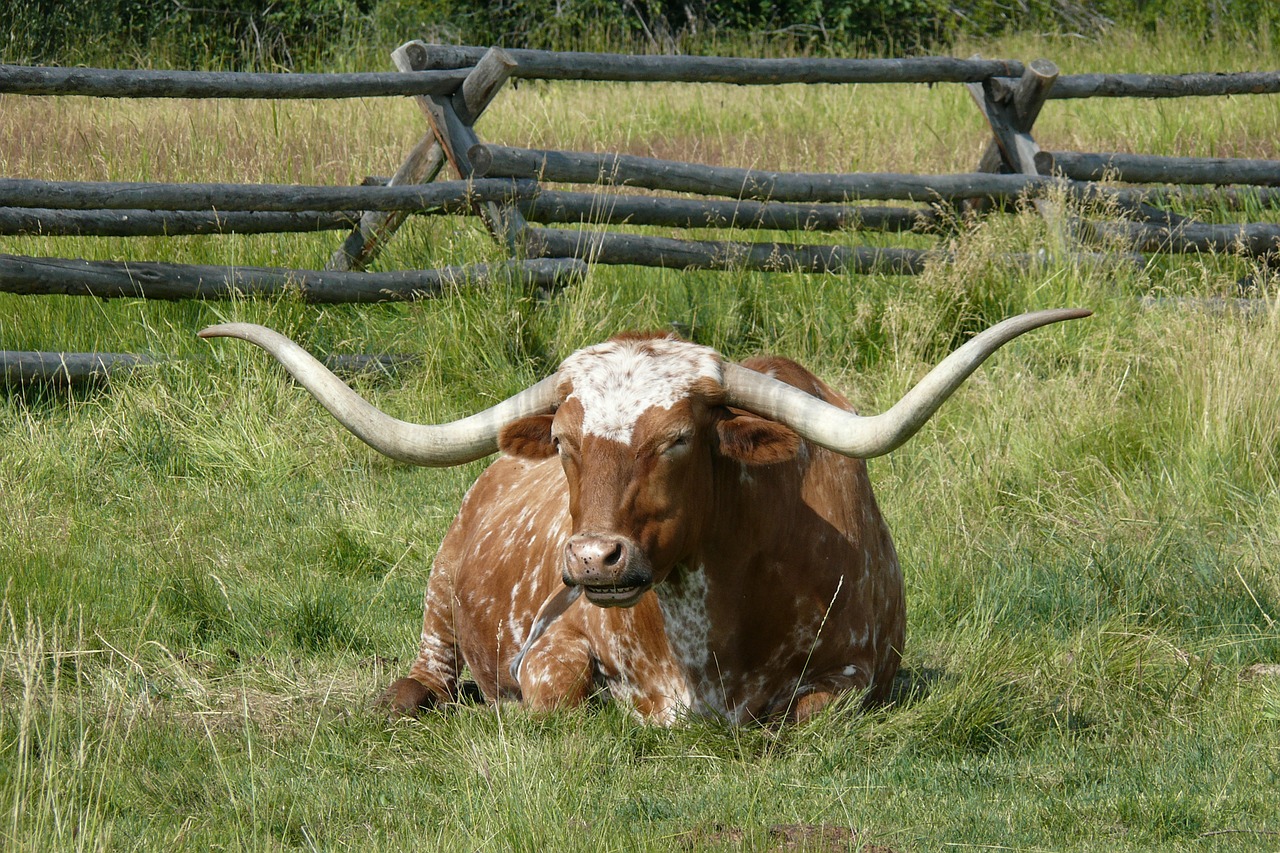 longhorn cattle farm free photo
