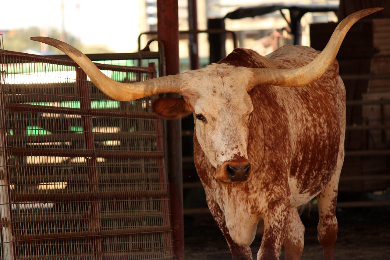 longhorn  cattle  texas free photo