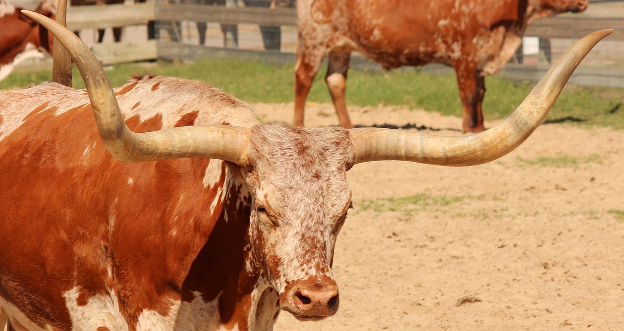 longhorn  cattle  livestock free photo