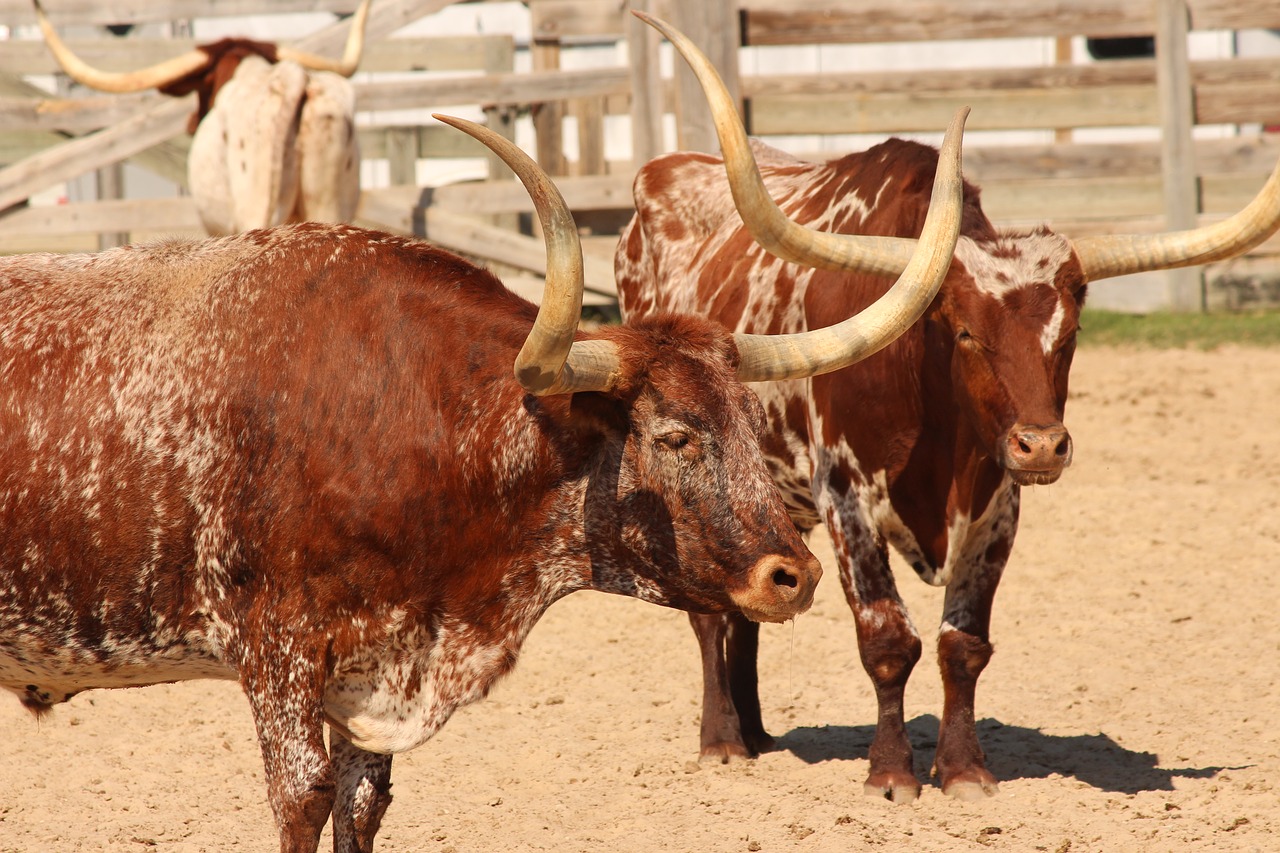 longhorn  cattle  livestock free photo