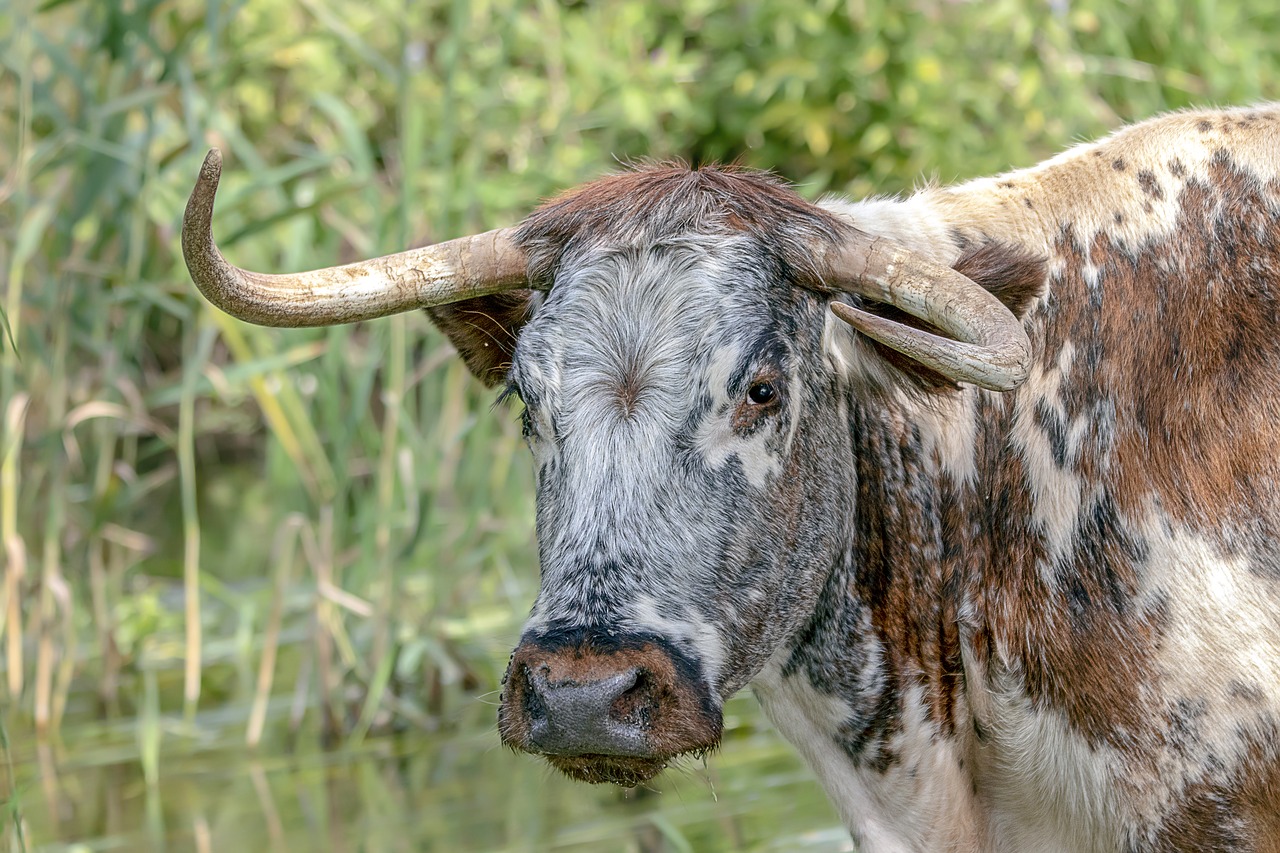 longhorn  cattle  cow free photo