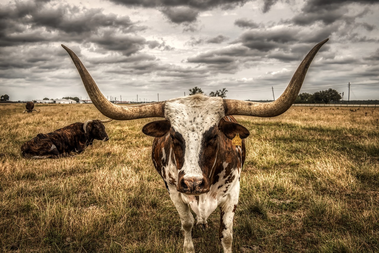 longhorn  steer  cattle free photo